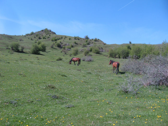 urcam pe deal si pornim pe culme  spre Crasna - Excursii aprilie -mai 2013