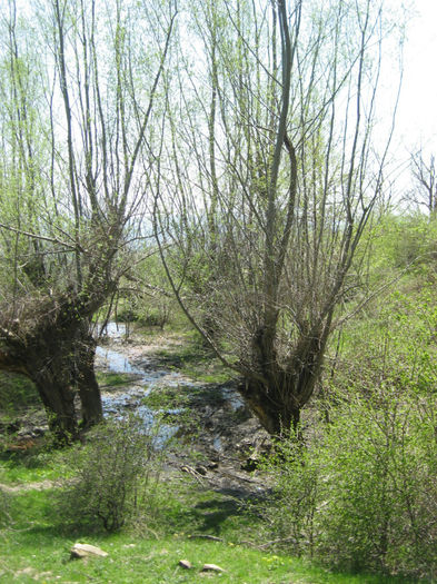 IMG_9000 - Excursii aprilie -mai 2013