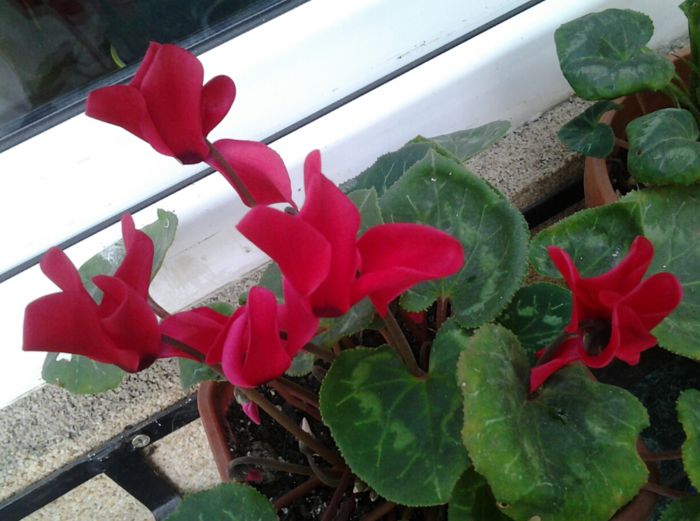 ciclamen de anul trecut a inflorit din nou:-):-)