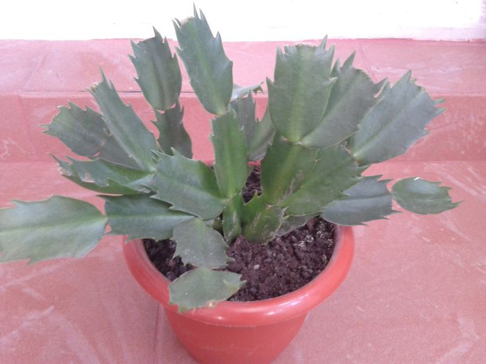 schlumbergera alba - florile mele