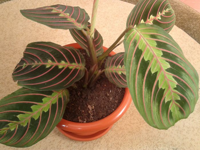 maranta