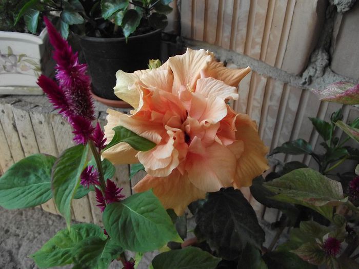 DSCF6254 - Hibiscus 2013