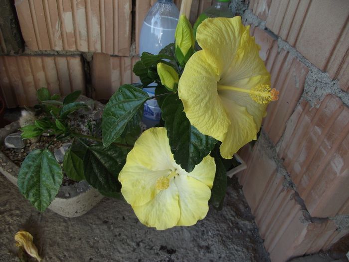 Emily - Hibiscus 2013