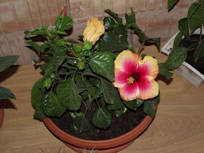 DSCF6436 - Hibiscus 2013