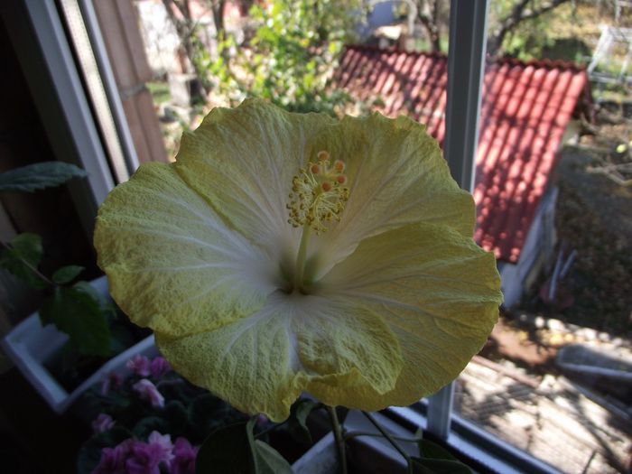 Emily - Hibiscus 2013