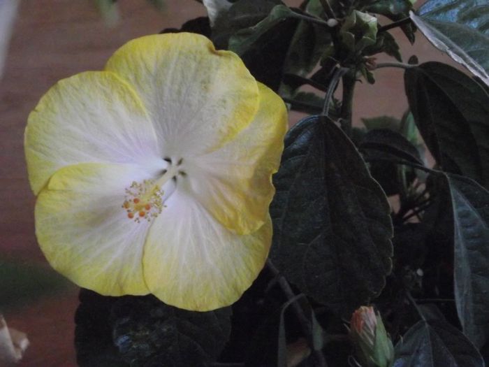 Emily - Hibiscus 2013