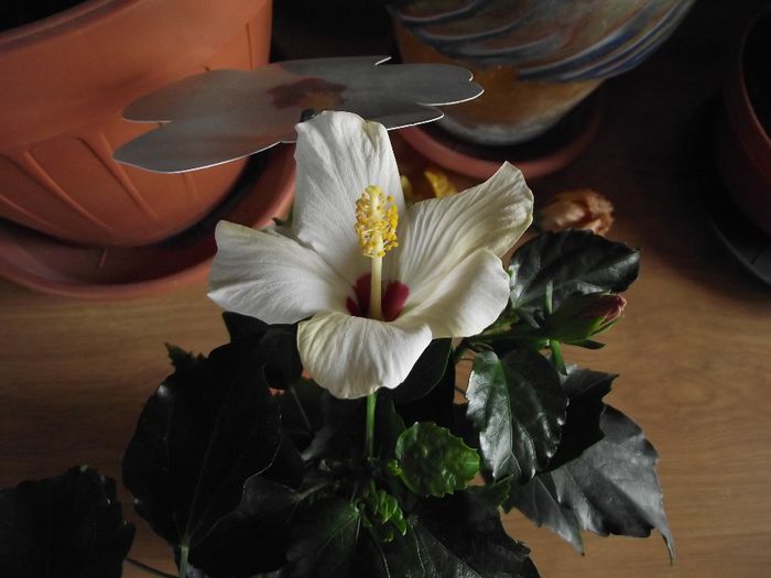 DSCF6553 - Hibiscus 2013