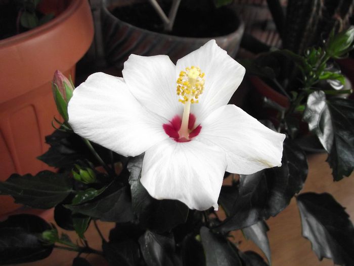 DSCF6555 - Hibiscus 2013