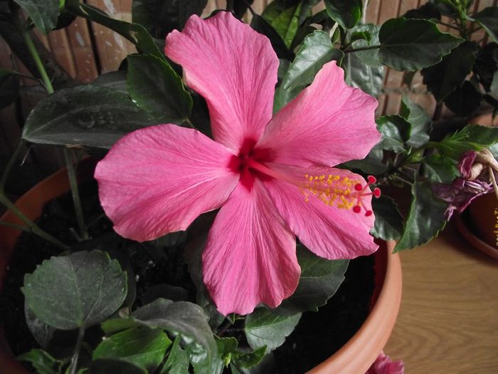 DSCF6557 - Hibiscus 2013