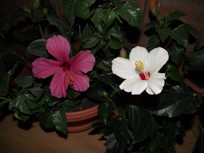 DSCF6558 - Hibiscus 2013