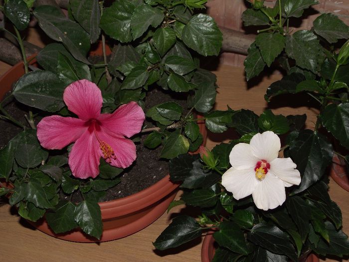 DSCF6563 - Hibiscus 2013