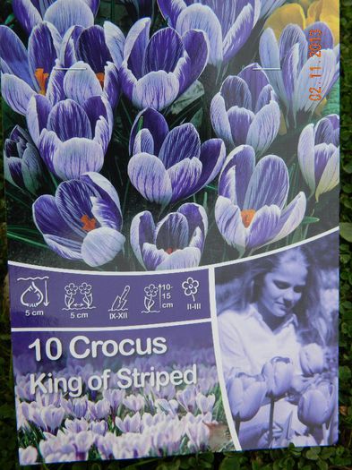 CROCUS KING OF STRIPED