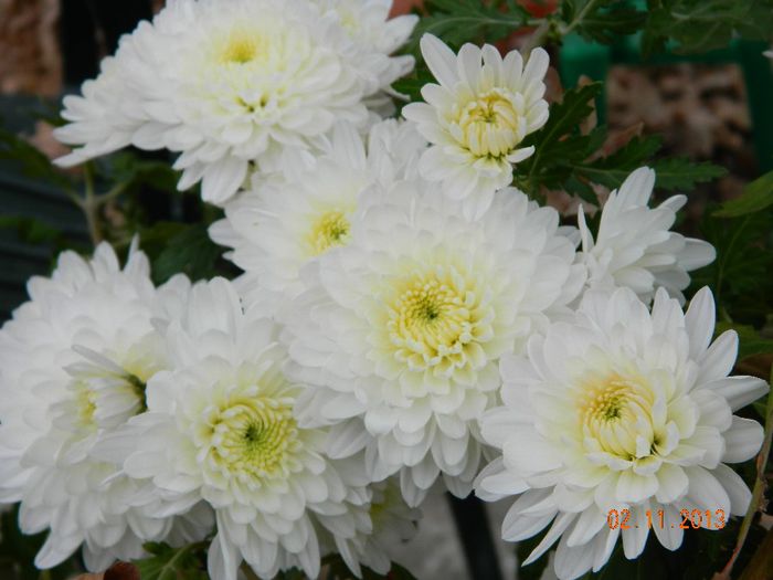 009 - 04_TOAMNA