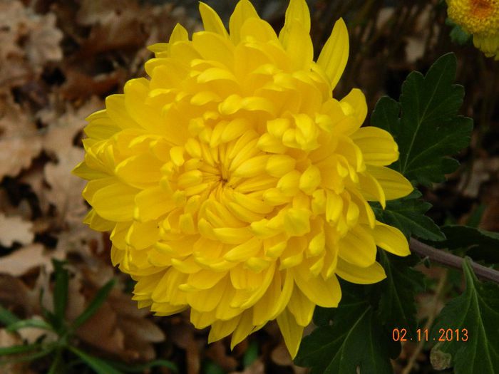 022 - 04_TOAMNA