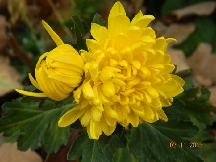 023 - 04_TOAMNA