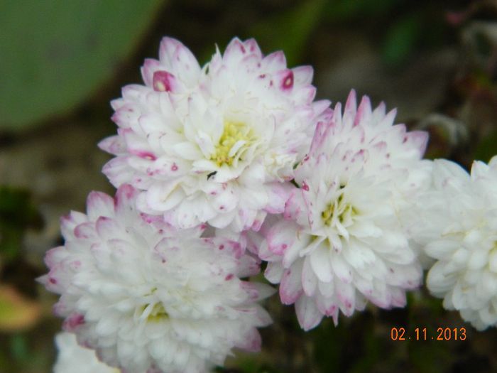 050 - 04_TOAMNA