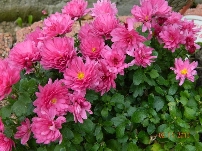 004 - 04_TOAMNA