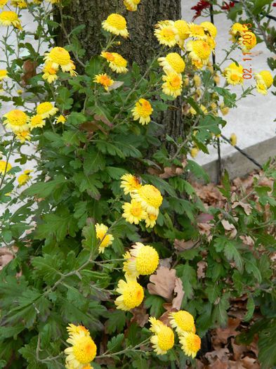 025 - 04_TOAMNA