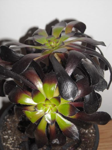 Aeonium, iti multumesc mult !!!