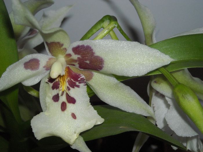  - 0 Din florile mele