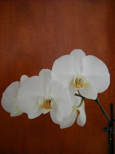 04.11.013 - Orhideea - Phalaenopsis-Cambria