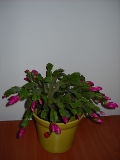 4 noiembrie - Schlumbergera-2010-2013