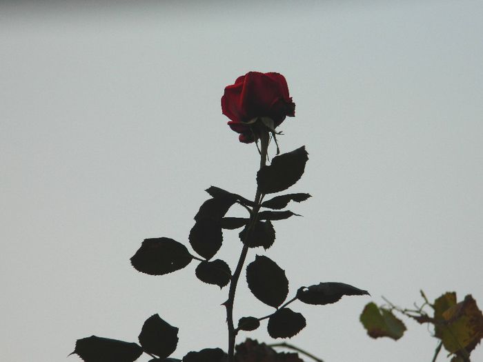 DSCN7021