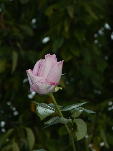 DSCN7038