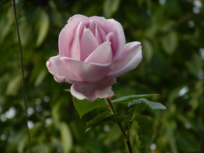 DSCN7091