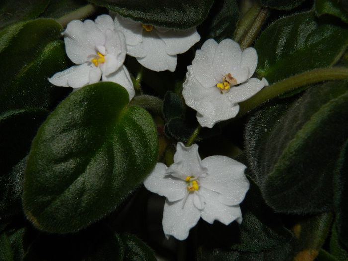 DSCN7095