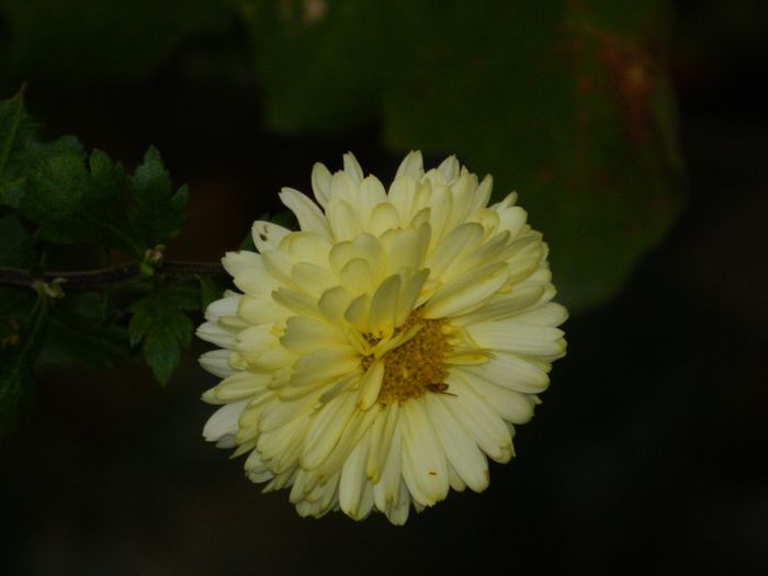 DSCN7158