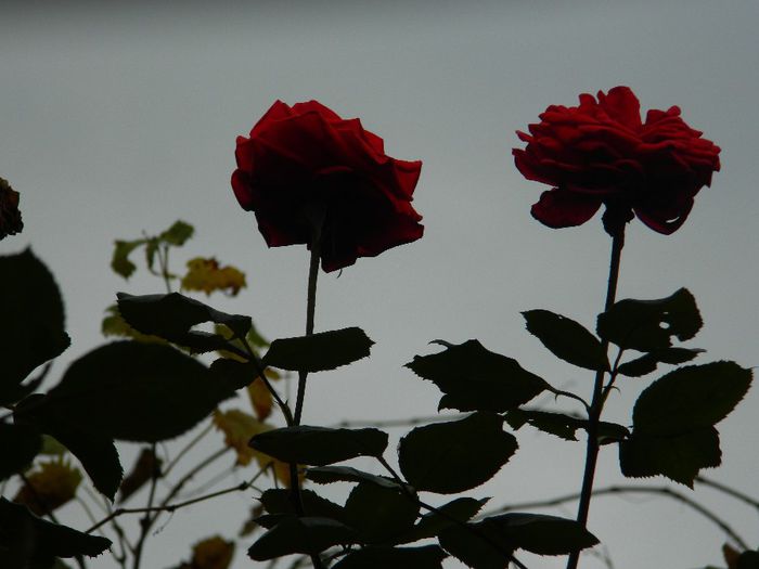 DSCN7189
