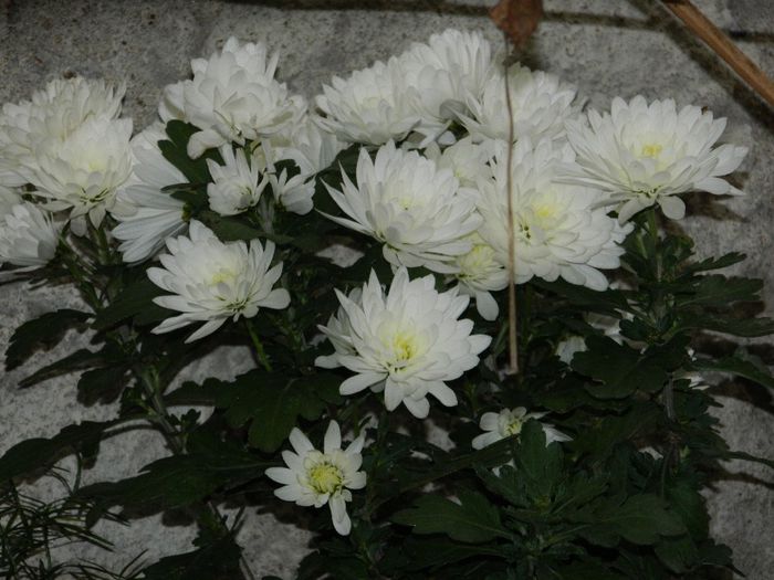 DSCN7237