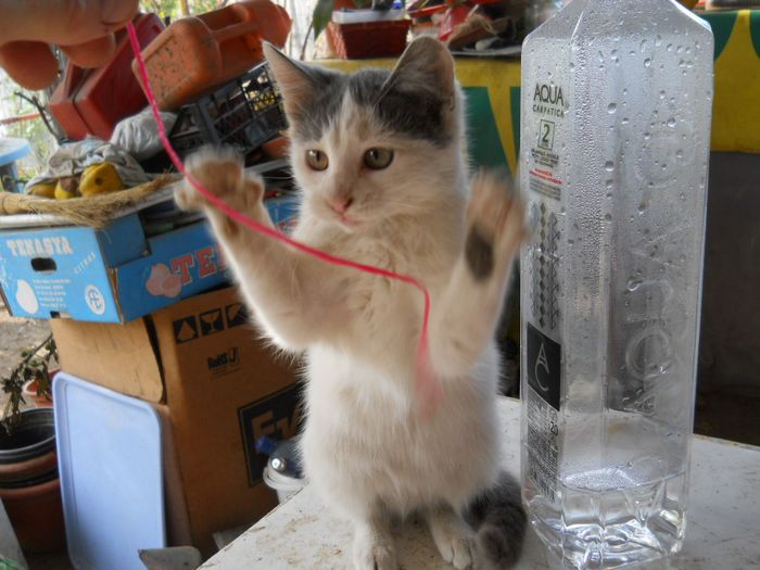 DSCN6946 - Animalute la Amara