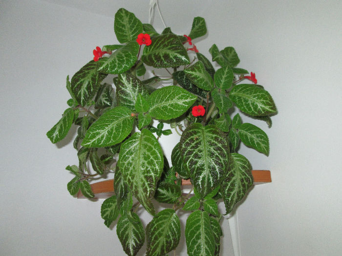 128 - EPISCIA