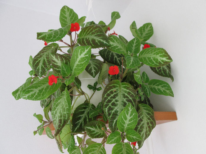 138 - EPISCIA