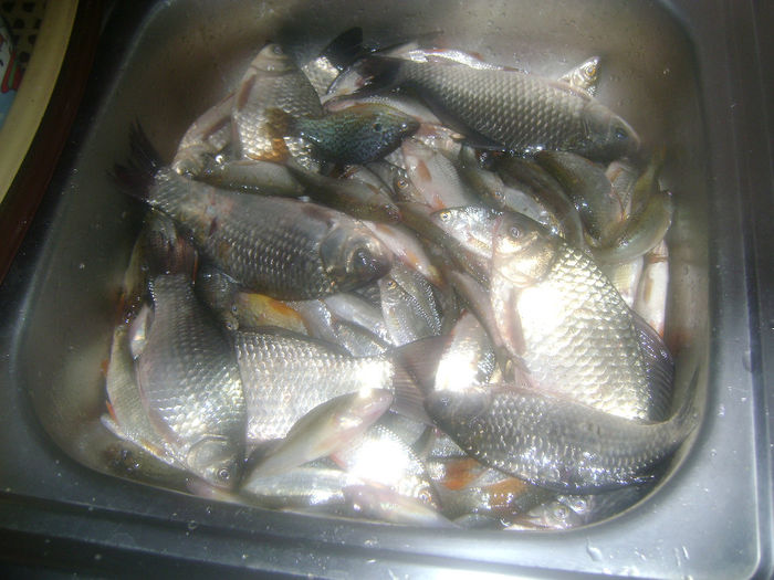 gurbanesti 05 11 2013 (4,3kg) - la pescuit 2013