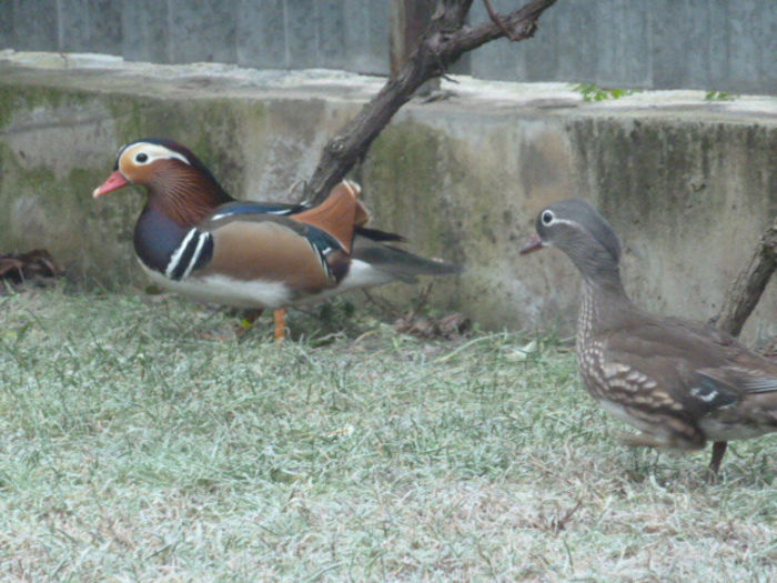 P1040036 - Rate Mandarin