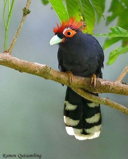 1378397_650679531631016_853892406_n - Tropical