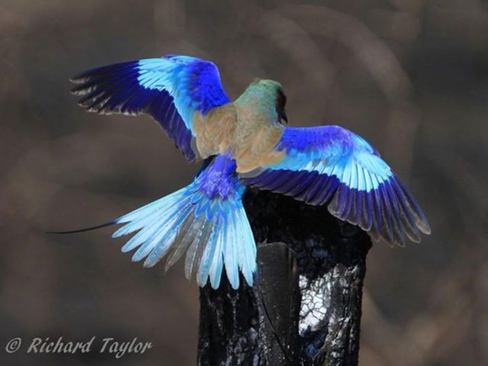 1452109_650484631650506_98527875_n - Tropical