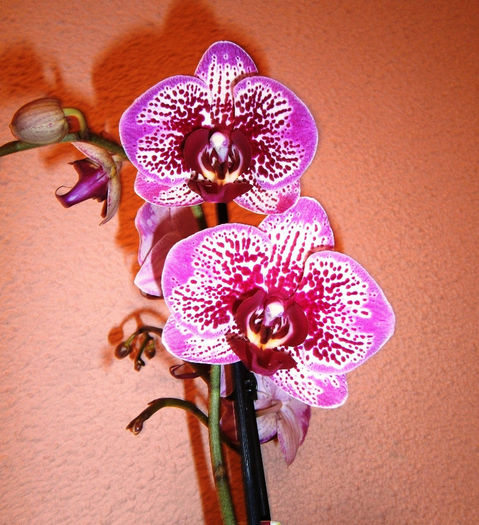 Dtps. Chian Xen Violin