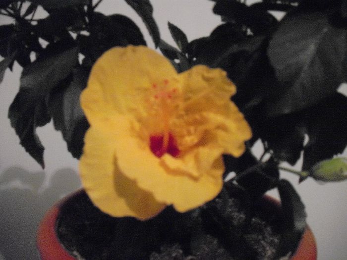 DSCF1460