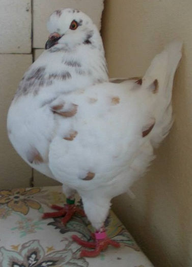 0-1 - pui king 2013 DE VANZARE