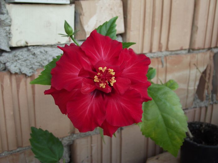 e rosu dublu...la prima inflorire anul aces - Hibiscus 2013