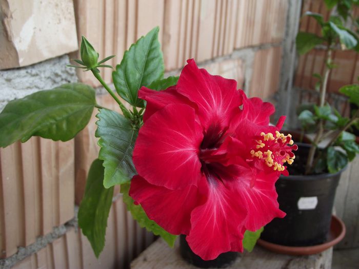 e rosu dublu...la prima inflorire anul aces - Hibiscus 2013