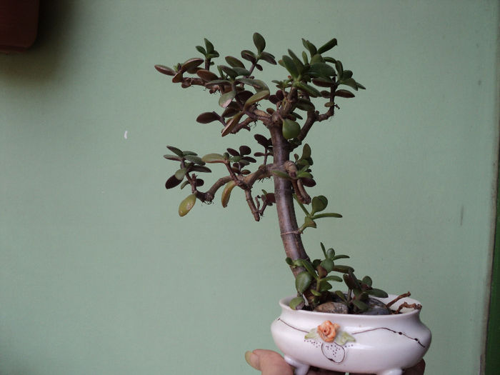 crassula - BONSAI