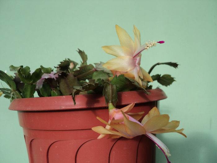  - RHIPSALIDOPSIS -Hatiora -Schlumbergera