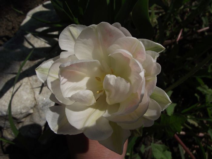 DSCF4838 - 2013