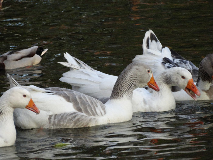 DSC00433 - Animale prin lume