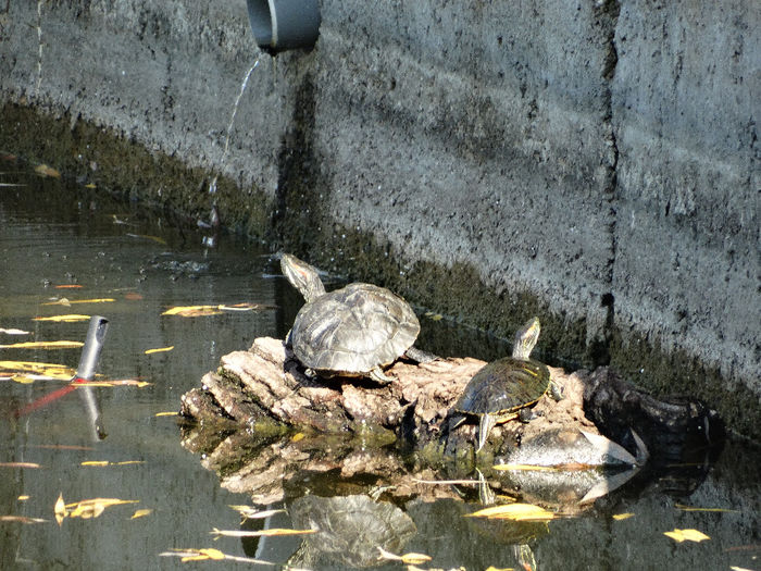 Ţestoase de Florida; Trachemys scripta elegans
